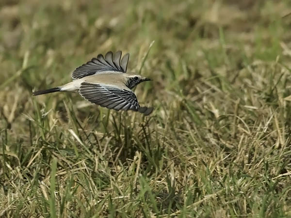 Aavikkotasku, Desert Wheatear, Oenanthe deserti